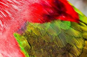 Colorful bird feathers photo