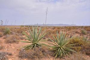 Plants growing in the rocky landscape photo