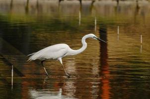 Egret bird searching for food photo