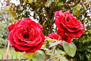 Beautiful red roses photo