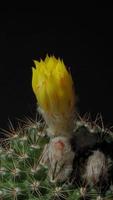 video de lapso de tiempo vertical de flor de cactus floreciente.