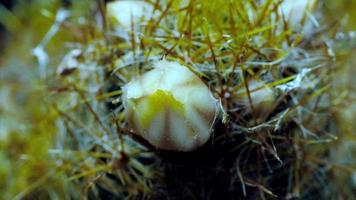 bellissimo cactus fiore fioritura tempo periodo isolato su nero sfondo. video