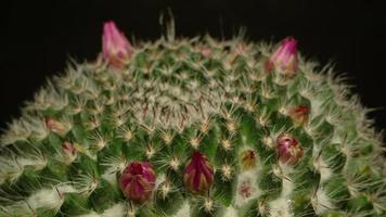 skön kaktus blomma blomning tid upphöra isolerat på svart bakgrund. video