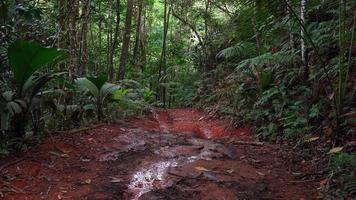 Still shot of rough red soil off-road  road with small river formed after few days of heaven rain, extreme terrain for 4x4 adventures, Mahe Seychelles video