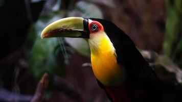 Green billed Toucan on branch video