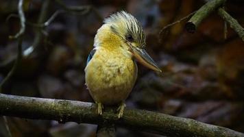 Blue winged kookaburra on branch video