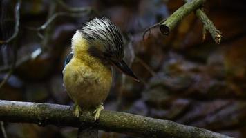 azul alado kookaburra em ramo video