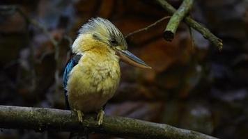 azul con alas Kookaburra en rama video