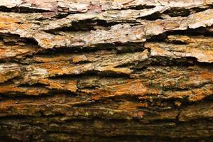 Old cracked brown tree bark with orange color lichen or moss. Lighting at the top and shadow at the bottom of a fallen tree trunk. Horizontal image. Nature background with place for text. photo