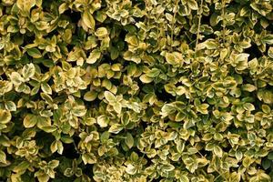 Full frame texture of bicolor bush leaves. Evergreen shrub Euonymus fortunei Emerald and Gold with bright-golden, variegated leaves. Wintercreeper. Nature background with place for text. photo