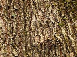 Full frame texture of brown tree bark with green lichen and moss. Wooden grungy rough background with place for text. photo