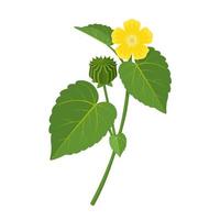 Vector illustration, Atibala or Indian Mallow, scientific name Abutilon Indicum, isolated on white background.