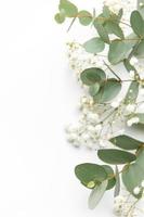 Baby's breath Gypsophila flowers, fresh green eucalyptus leaves on  white background. photo