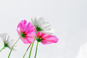 hermosas flores de cosmos blancas y rosas sobre un fondo blanco. foto