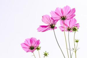 Pink cosmos flower beautiful blooming isolated on white background photo