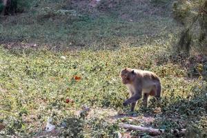 macaque monkey portrait , which name is long tailed, crab-eating or cynomolgus macaque monkey photo