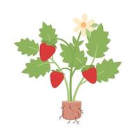 Strawberry seedling semi flat color vector object. Small fruit plant. Editable icon. Full sized element on white. Simple cartoon style spot illustration for web graphic design and animation