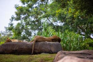 masculino y hembra leones foto