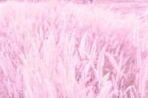 la luz suave y la naturaleza desdibujan el fondo del campo de flores de hierba rosa. foto