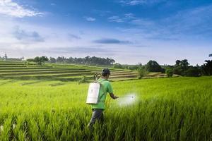 hermosa Mañana ver Indonesia. panorama paisaje arrozal campos con belleza color y cielo natural ligero foto