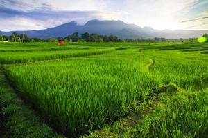 hermosa Mañana ver Indonesia. panorama paisaje arrozal campos con belleza color y cielo natural ligero foto