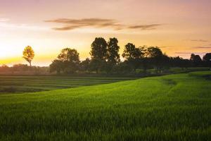 hermosa Mañana ver Indonesia. panorama paisaje arrozal campos con belleza color y cielo natural ligero foto