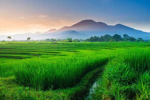 Beautiful morning view indonesia. Panorama Landscape paddy fields with beauty color and sky natural light