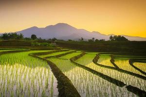 hermosa Mañana ver Indonesia. panorama paisaje arrozal campos con belleza color y cielo natural ligero foto