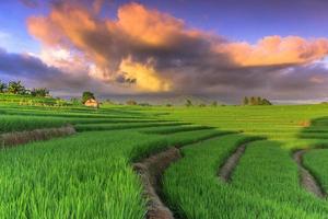 hermosa Mañana ver Indonesia. panorama paisaje arrozal campos con belleza color y cielo natural ligero