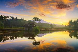 hermosa Mañana ver Indonesia. panorama paisaje arrozal campos con belleza color y cielo natural ligero