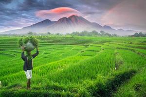 hermosa Mañana ver Indonesia. panorama paisaje arrozal campos con belleza color y cielo natural ligero foto