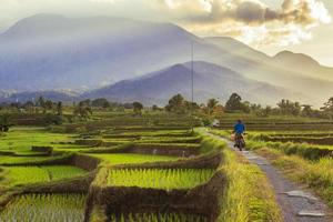 hermosa Mañana ver Indonesia. panorama paisaje arrozal campos con belleza color y cielo natural ligero foto