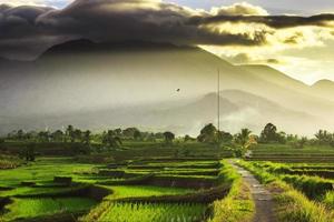 hermosa Mañana ver Indonesia. panorama paisaje arrozal campos con belleza color y cielo natural ligero foto