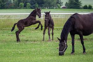 Foals are playing in the pasture photo