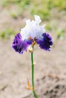 Close-up of purple and white flowers of a bearded iris in the garden. Large cultivated iris flowers. photo