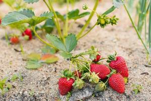 Berries of fresh ripe big red strawberries in a greenhouse photo