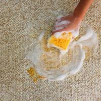 Female hand cleans the carpet with a sponge and detergent. photo