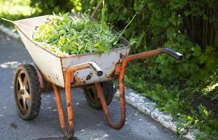 A metal cart with green shaved branches. Cutting bushes. photo
