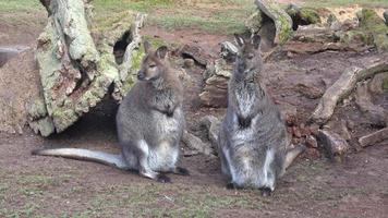 un' avvicinamento di un' dal collo rosso canguro. macropus rufogriseus video