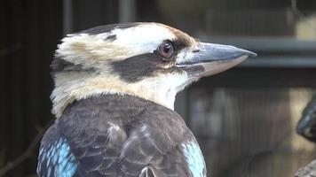 avvicinamento testa di uccello kookaburra dacello novaeguineae video