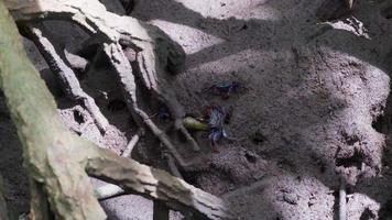 mangrove krabben, sesarma Mederi, krabben dat leven in mangrove bossen wandelen voor voedsel Bij laag getij. video