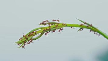 rouge fourmi grimpe sur une branche et feuilles avec brouiller la nature Contexte. ordinateur de poche vidéos video