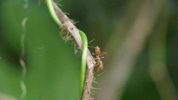 rot Ameise klettert auf ein Ast und Blätter mit verwischen Natur Hintergrund. Handheld Videos