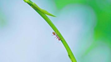 rouge fourmi grimpe sur une branche et feuilles avec brouiller la nature Contexte. ordinateur de poche vidéos video