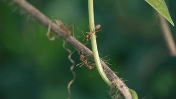 Red ant climbs on a branch and leaves with blur nature background. Handheld Videos