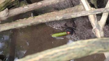 mangrove krabben, sesarma Mederi, krabben dat leven in mangrove bossen wandelen voor voedsel Bij laag getij. video