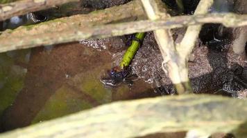 mangrove krabbor, sesarma mederi, krabbor den där leva i mangrove skogar gående för mat på låg tidvatten. video