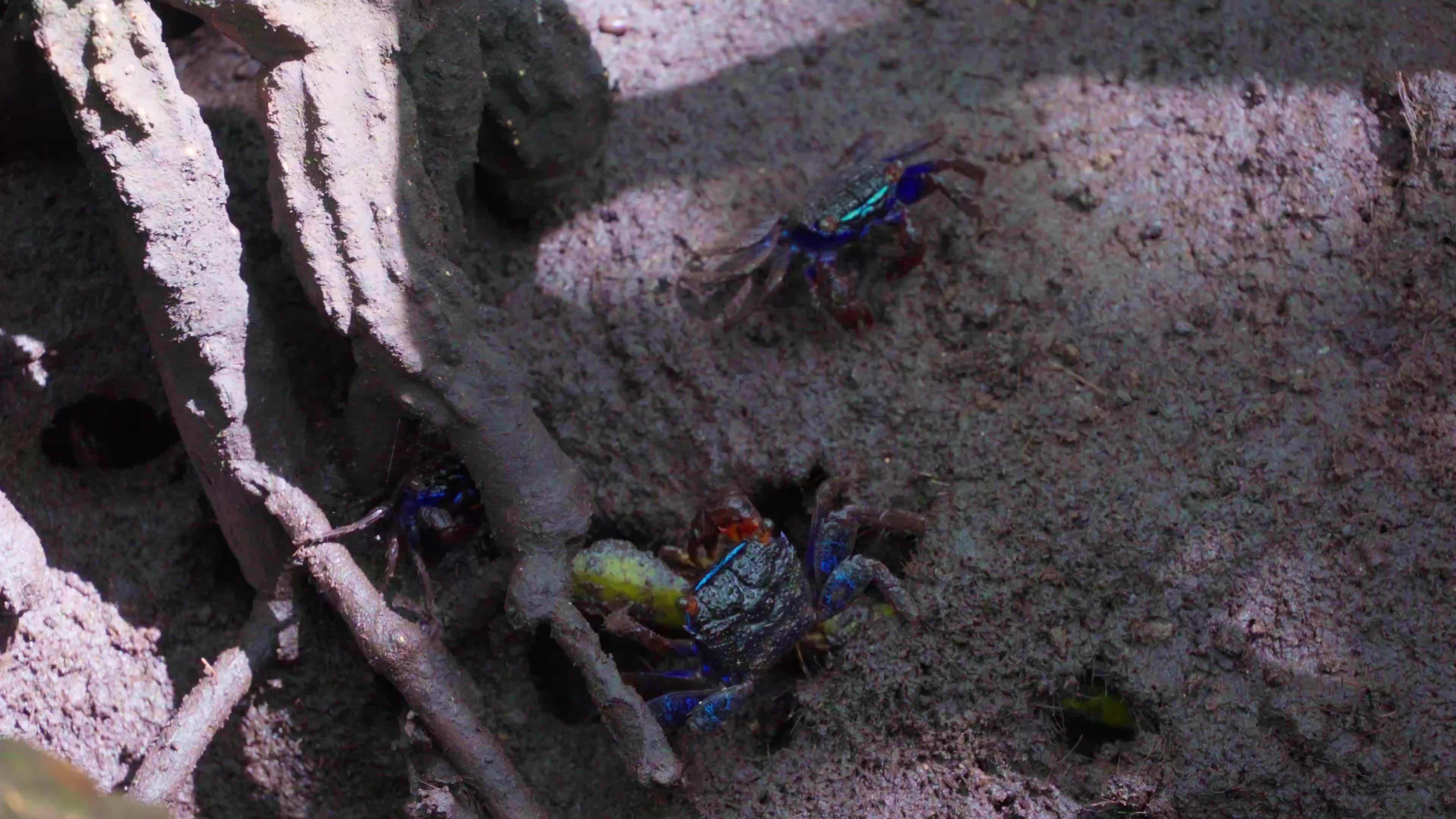 Mangrove crabs, Sesarma mederi, Crabs that live in mangrove forests