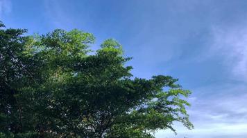 Ventoso verde hojas con azul cielo, hermosa naturaleza vídeo video