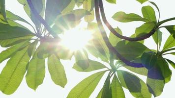 Sunlight peaking through green leaf video